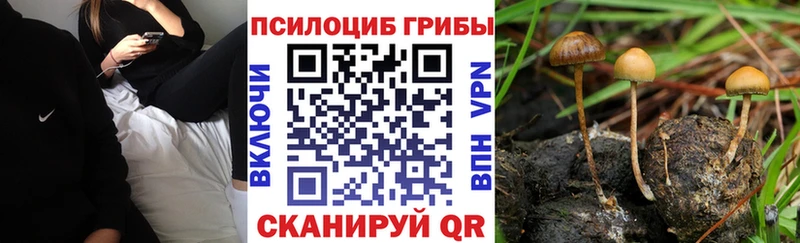 Купить закладки  Горячеводский  Псилоцибиновые грибы Cubensis 
